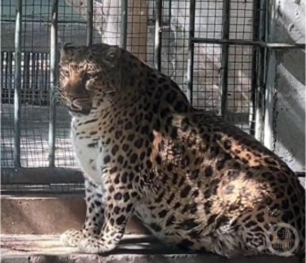 攀枝花公園豹子胖成了“豹警官”