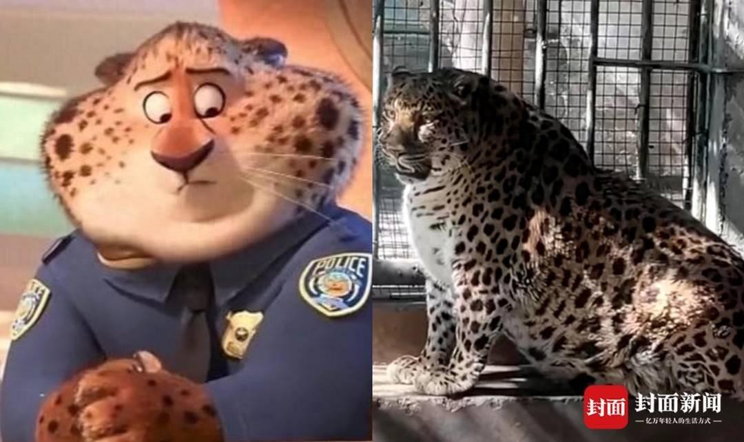 四川“豹警官”意外走紅