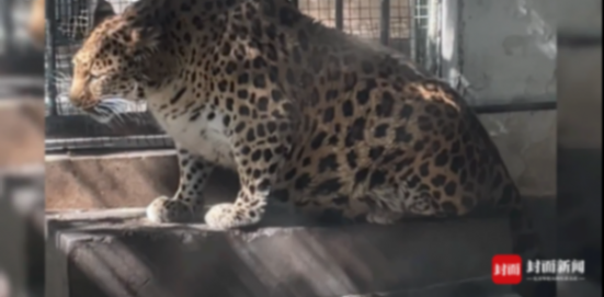 四川“豹警官”意外走紅