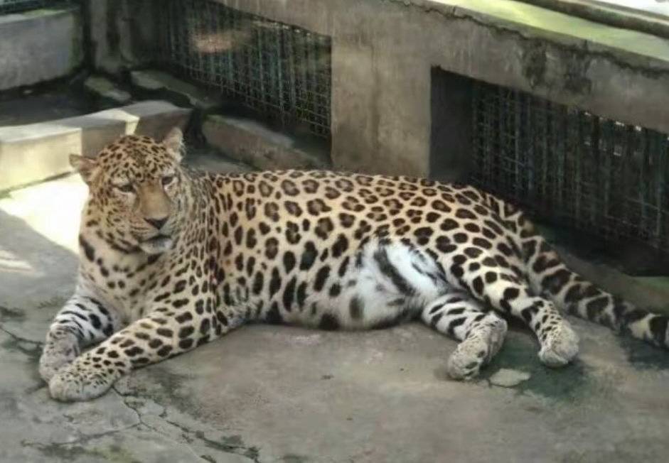 四川“豹警官”意外走紅