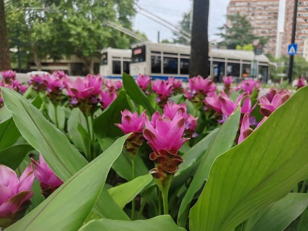 上海中山公園種子池又上新:姜荷花與向日葵競相綻放