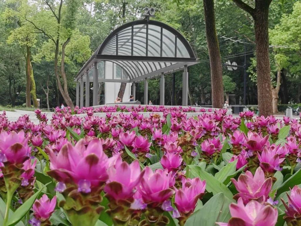 上海中山公園種子池又上新:姜荷花與向日葵競相綻放