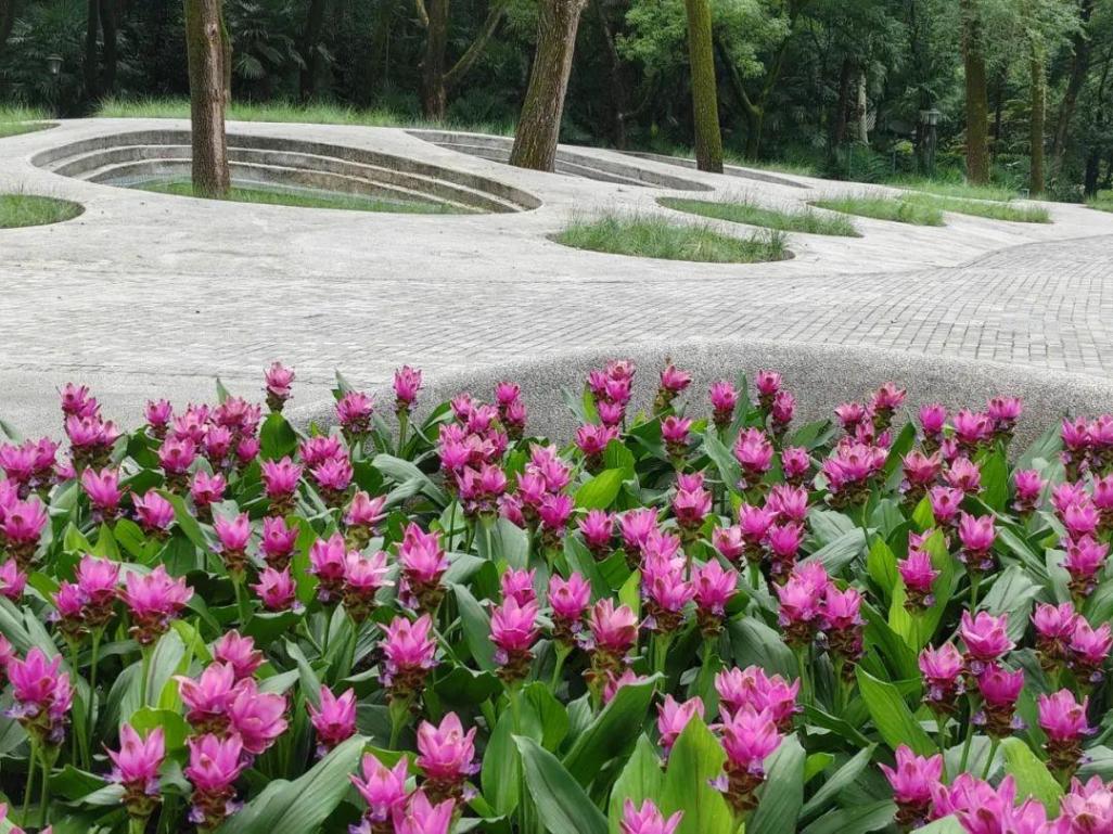 上海中山公園種子池又上新:姜荷花與向日葵競相綻放