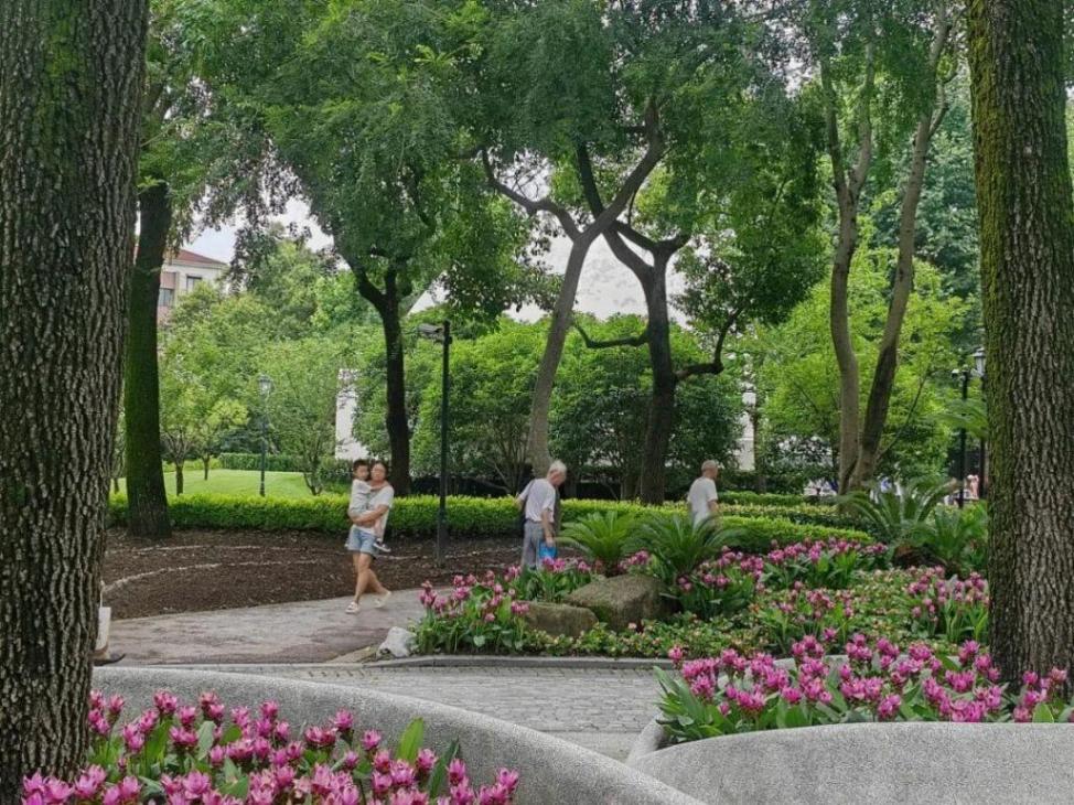 上海中山公園種子池又上新:姜荷花與向日葵競相綻放