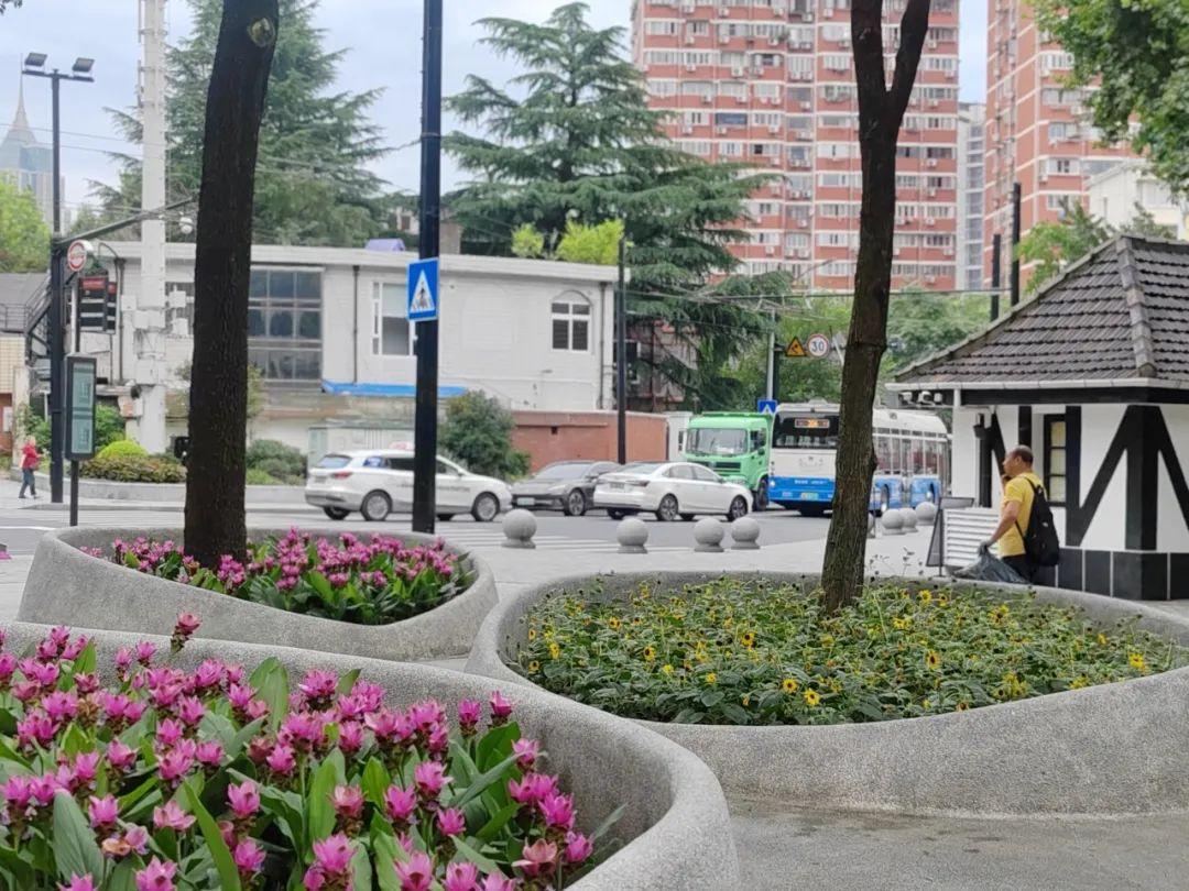 上海中山公園種子池又上新:姜荷花與向日葵競相綻放