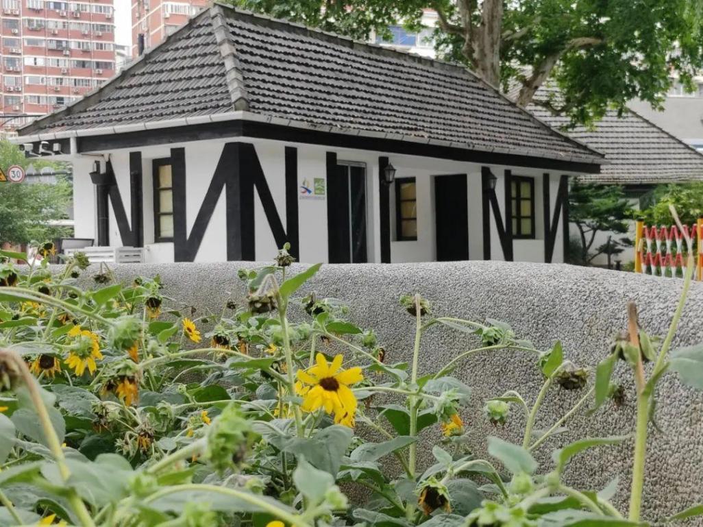 上海中山公園種子池又上新:姜荷花與向日葵競相綻放