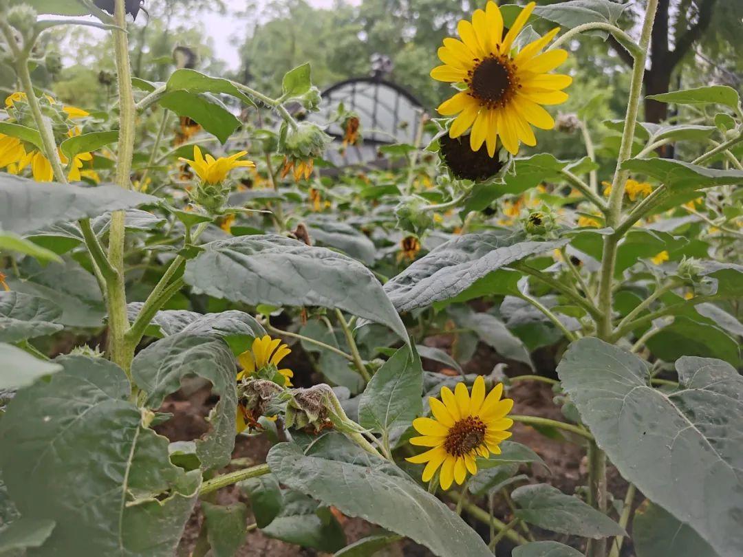 上海中山公園種子池又上新:姜荷花與向日葵競相綻放