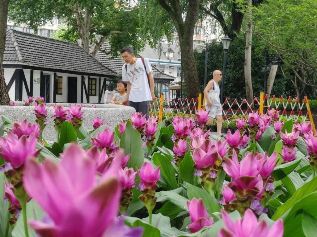 上海中山公園種子池又上新:姜荷花與向日葵競相綻放