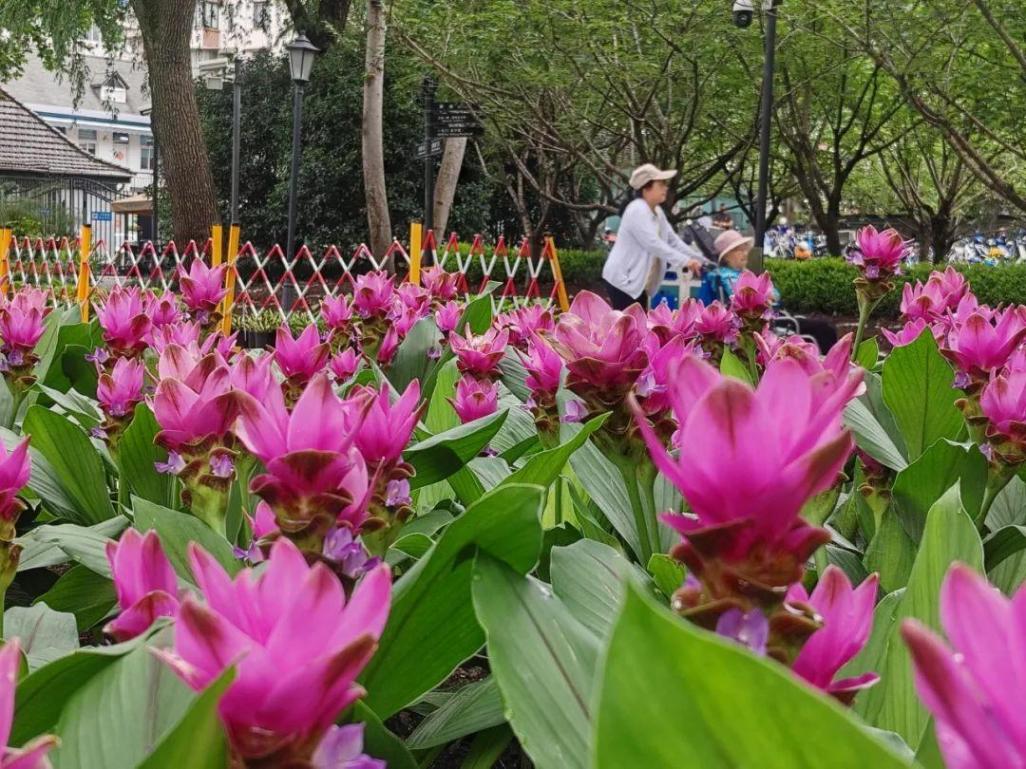 上海中山公園種子池又上新:姜荷花與向日葵競相綻放
